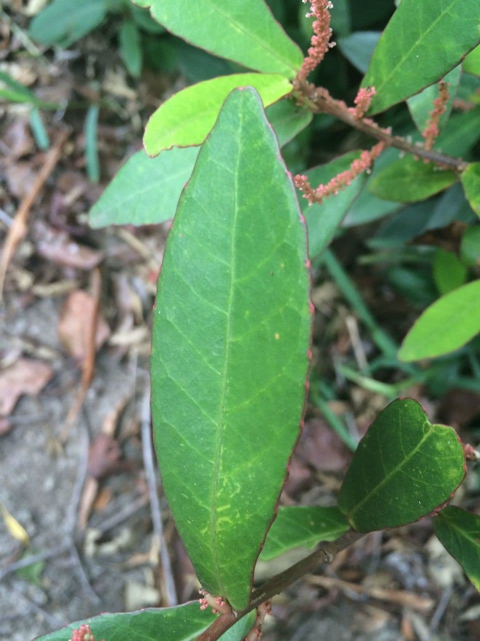 Acalypha 16