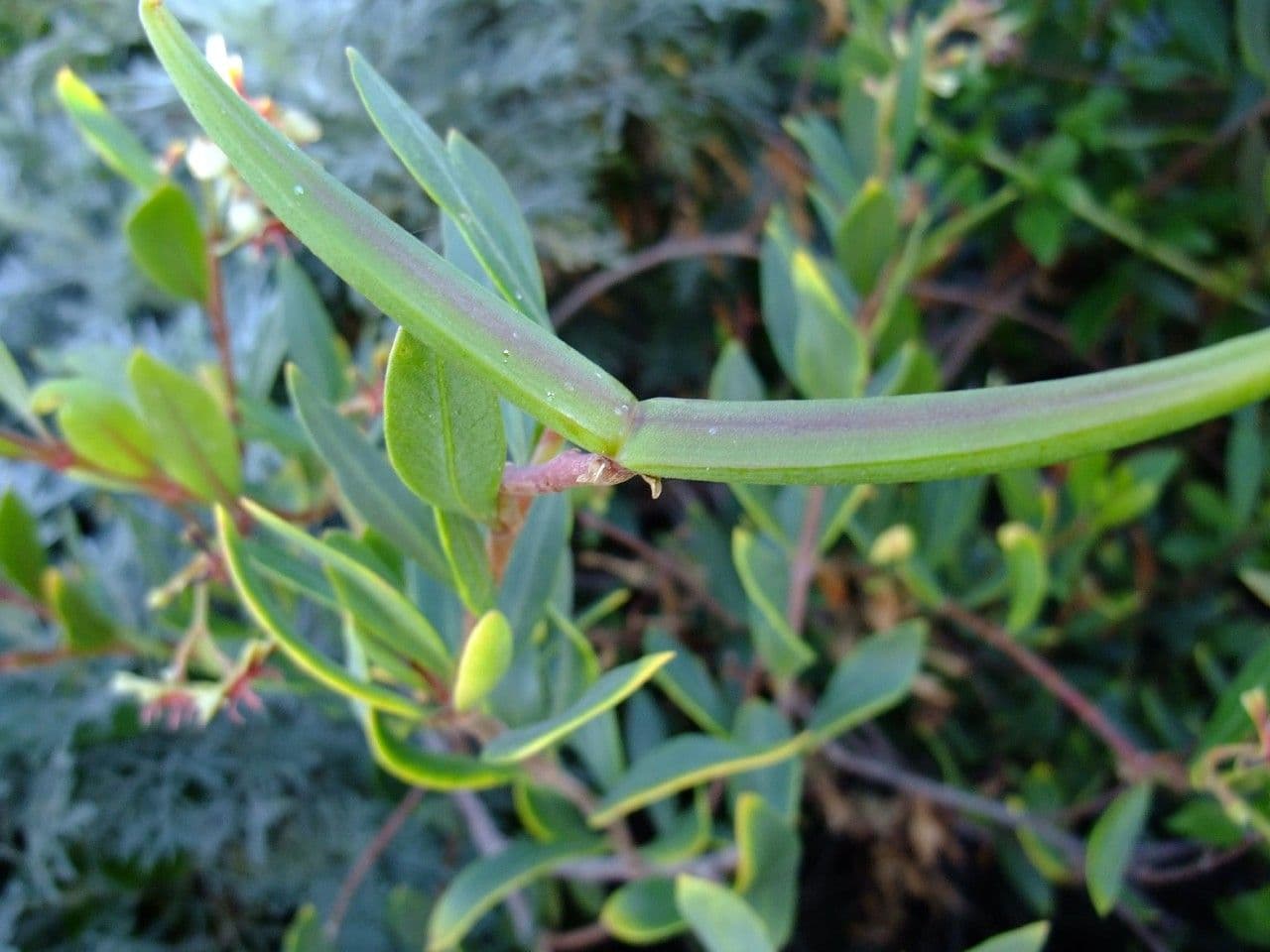 Periploca laevigata 13