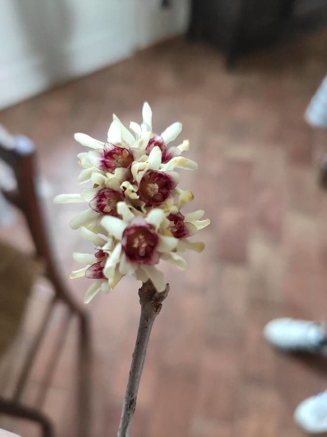 Winterblüte 6
