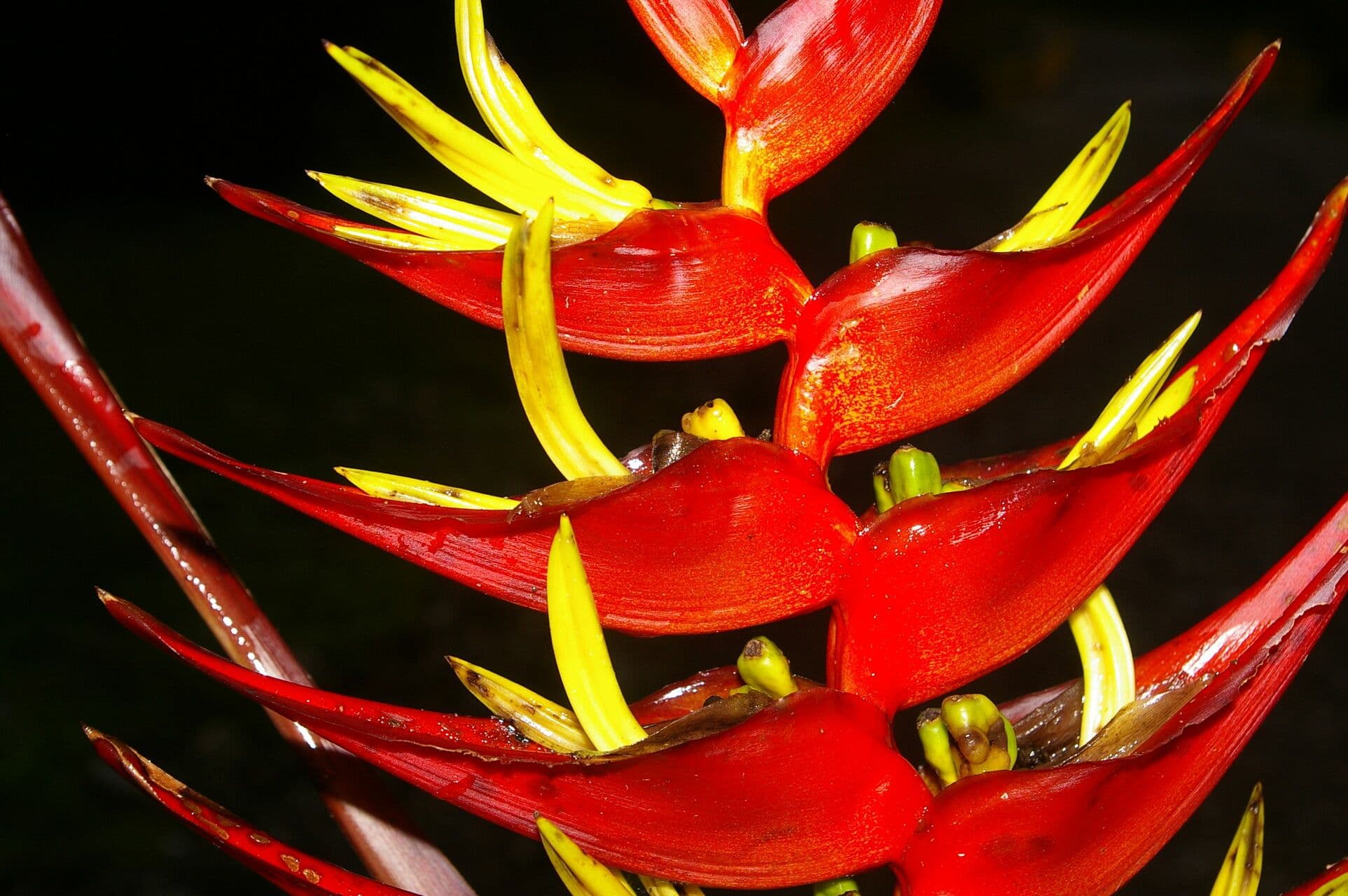 Heliconia di Lankester