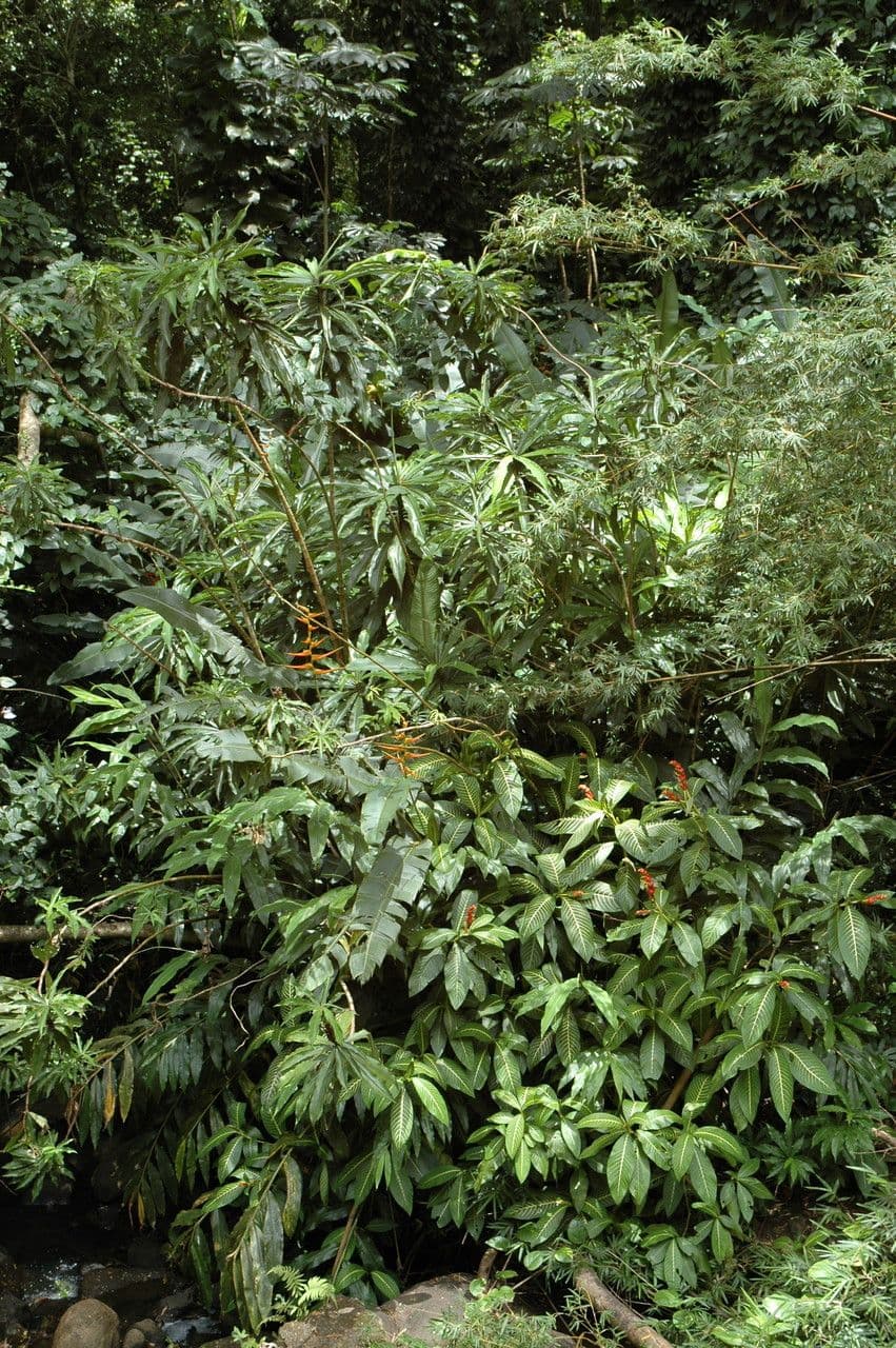 Aphelandra 7
