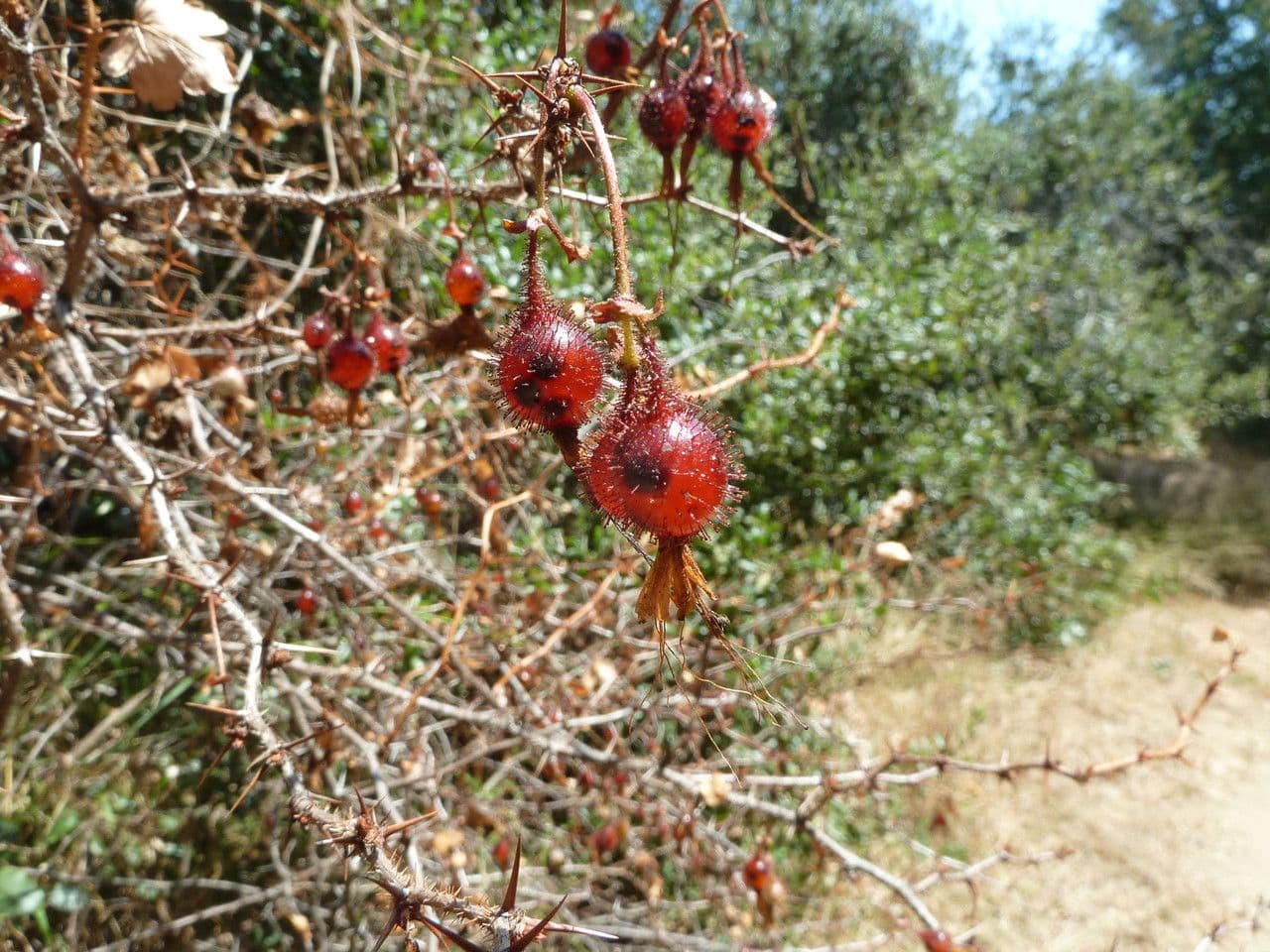 Fuchsiöse johannisbeere 8