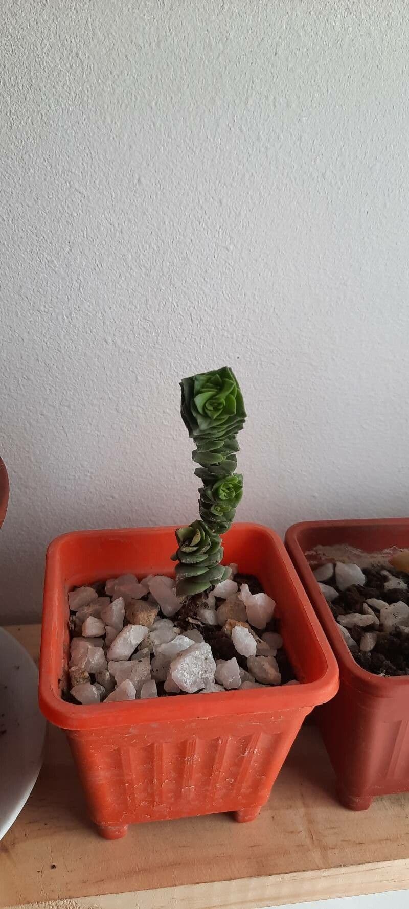 Crassula perforata 19