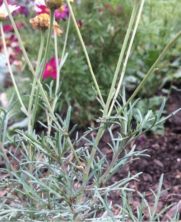Argyranthemum 16