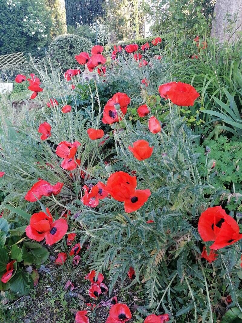 Orientalischer Schlafmohn 12