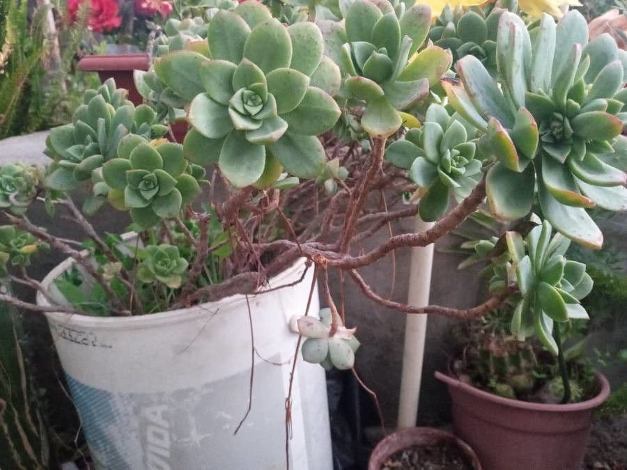 Aeonium di Haworth 8