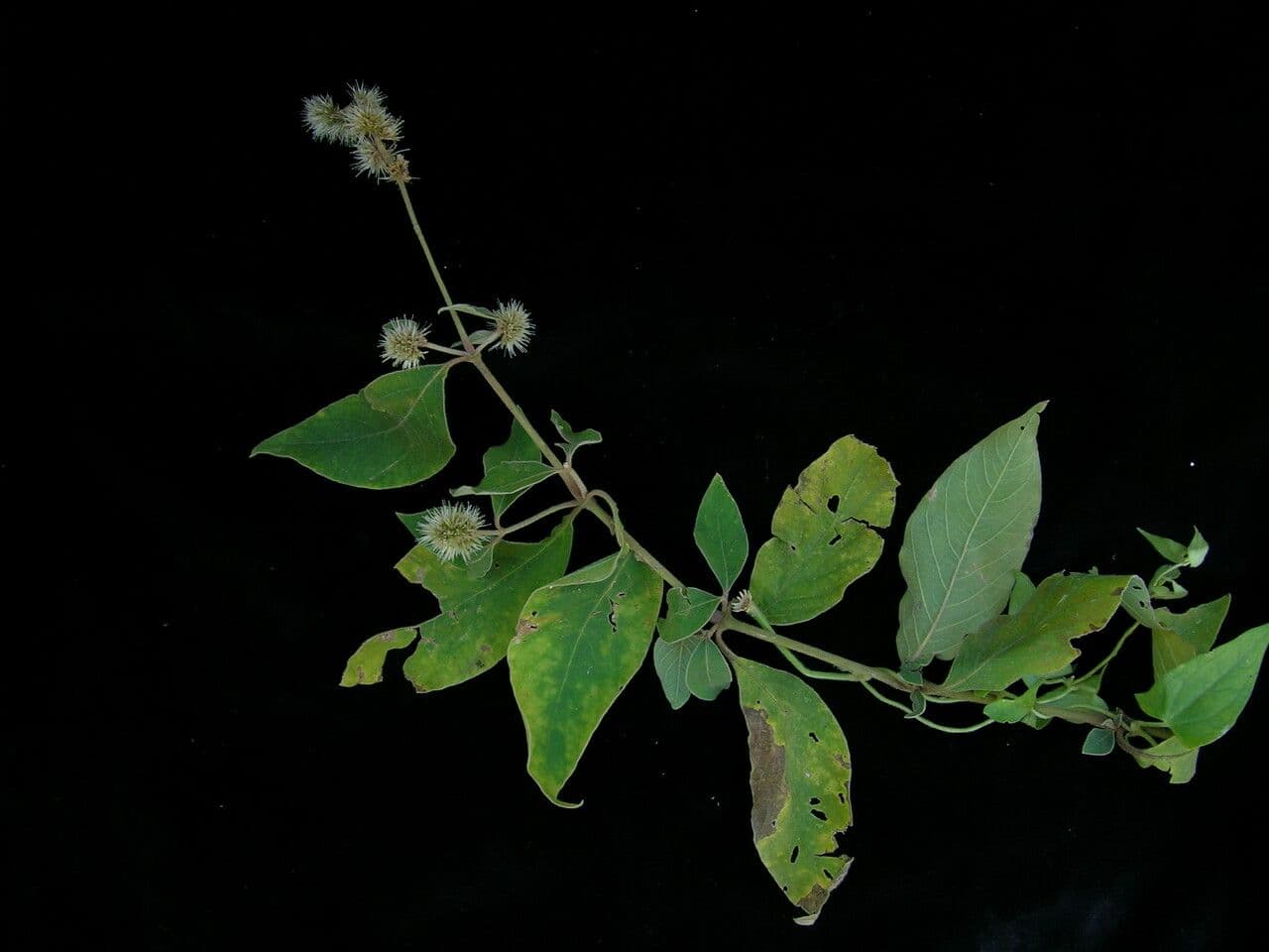 Cyathula 3