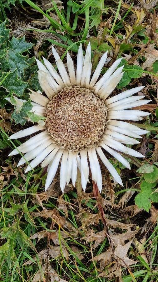 Silberdistel 5