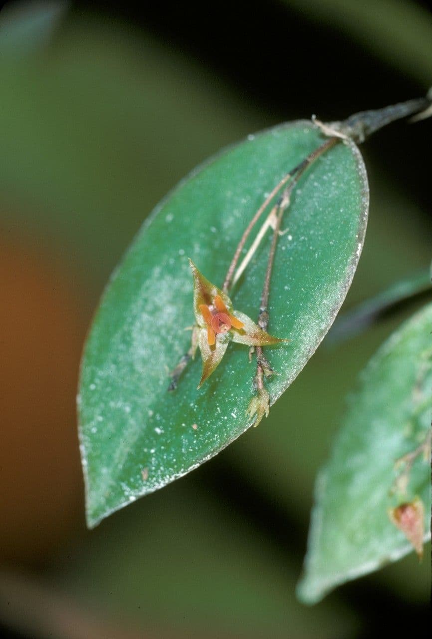 Lepanthes 2