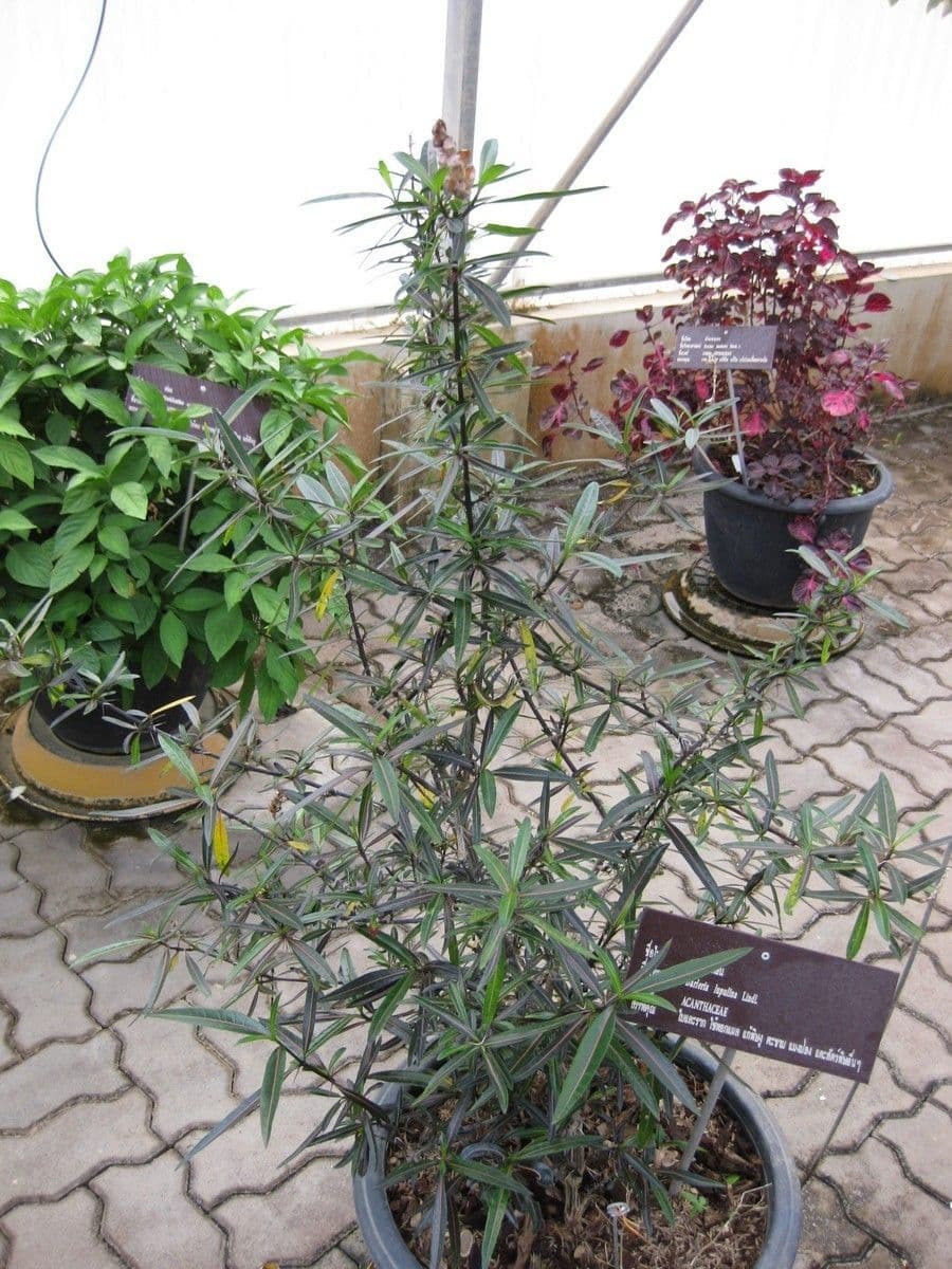 Barleria a cono di luppolo 11