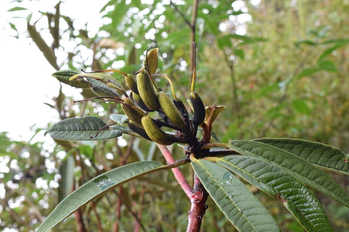 Rododendron stromovit
 3