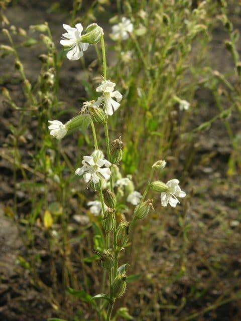 Silene dicotoma 11