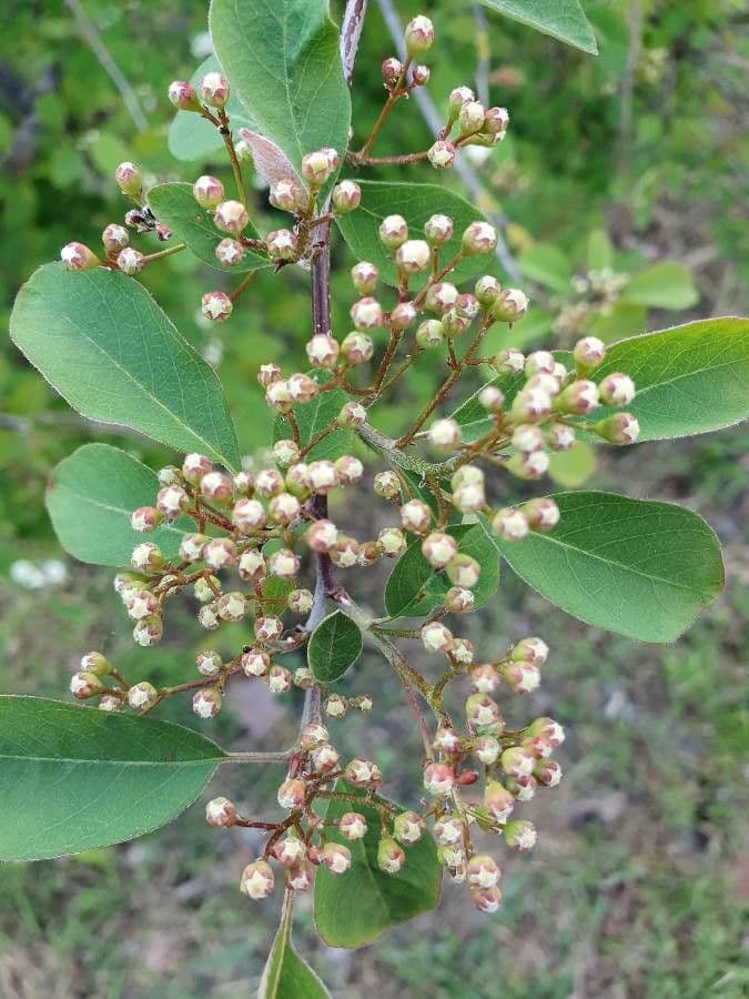 Cotoneaster 10