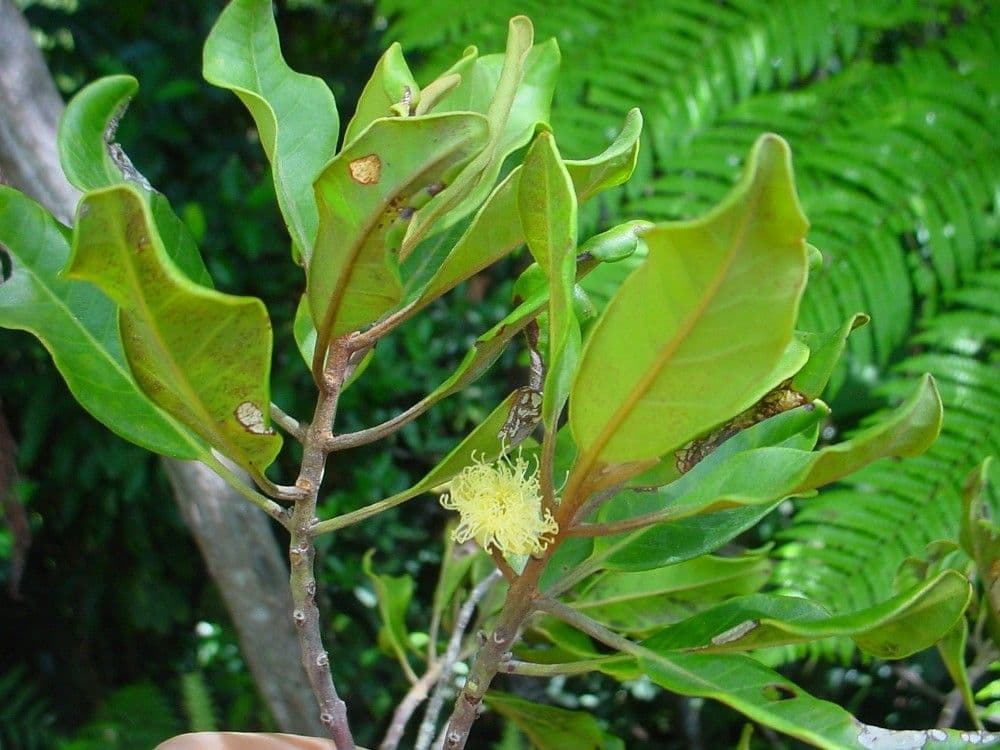 Kanakomyrtus 5