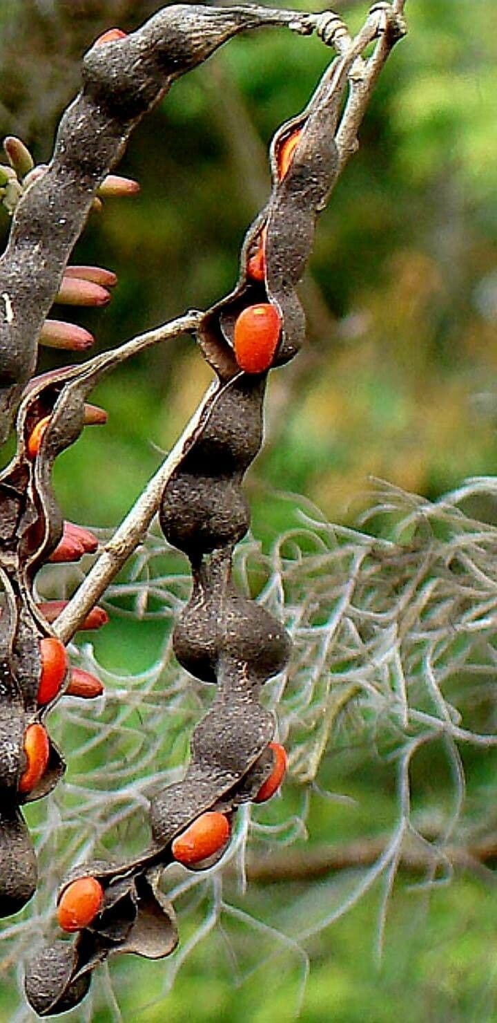 Erythrina