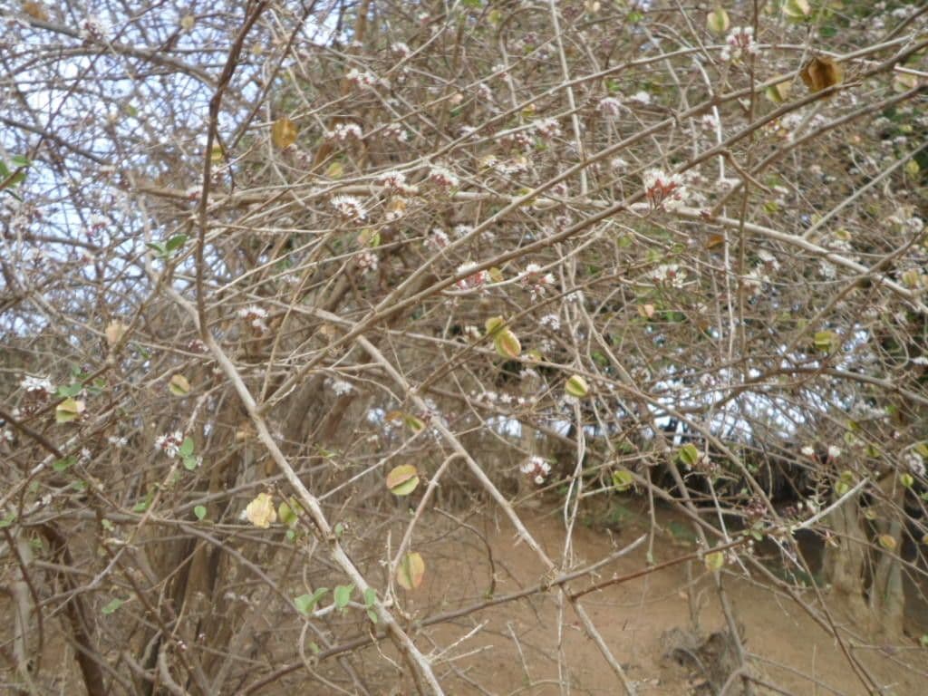 Combretum 12