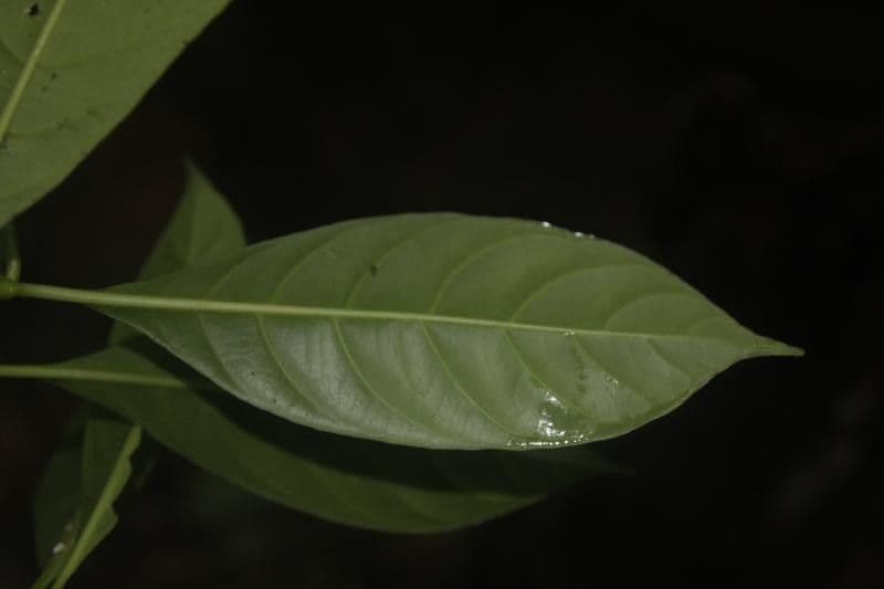 Carapichea