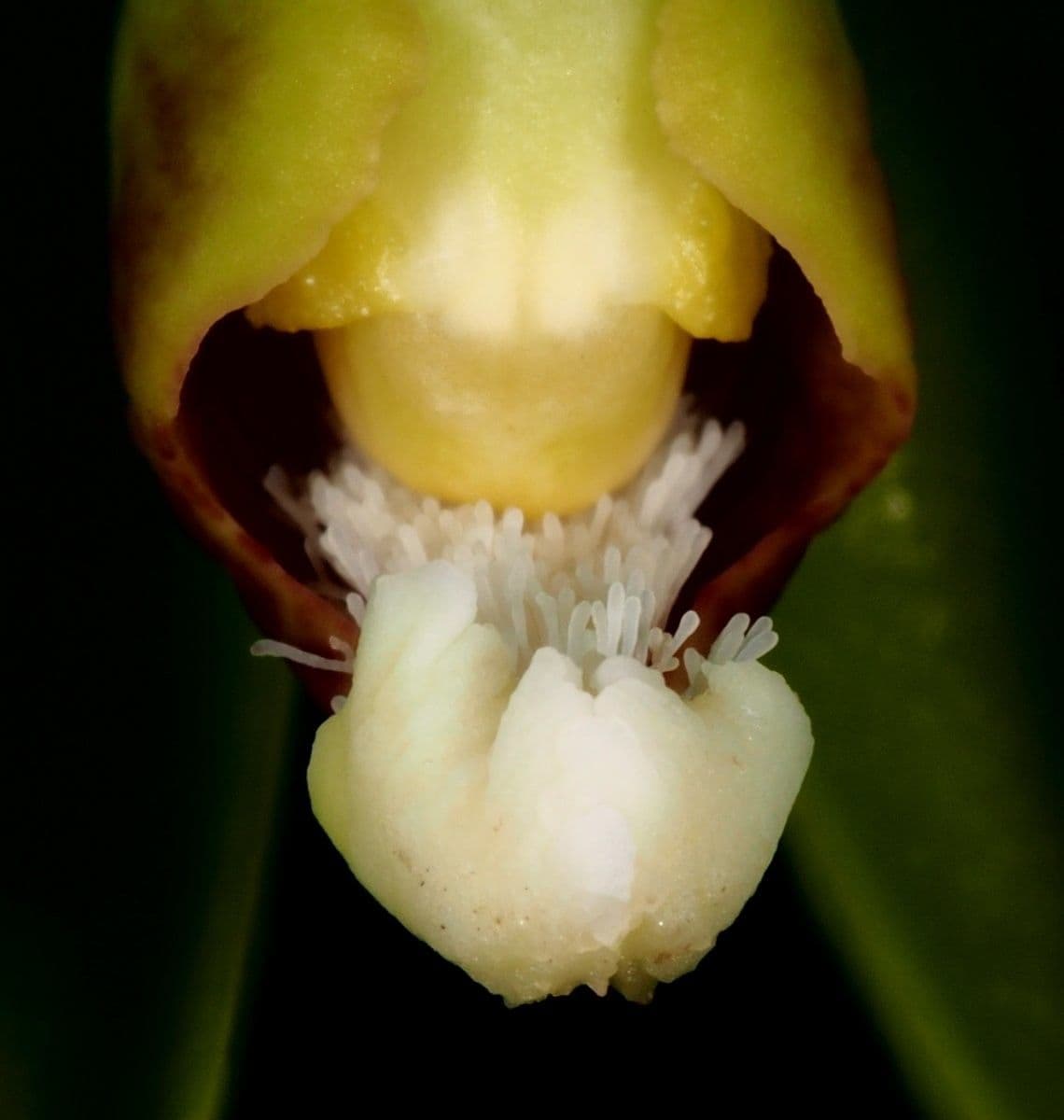 Clematepistephium 6