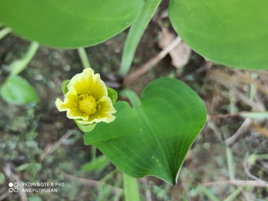 Limnocharis 2