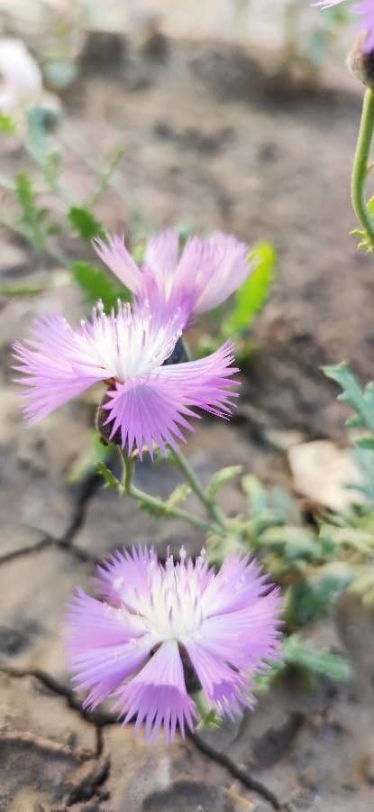 Moschus-Rosen-Korbblume 2