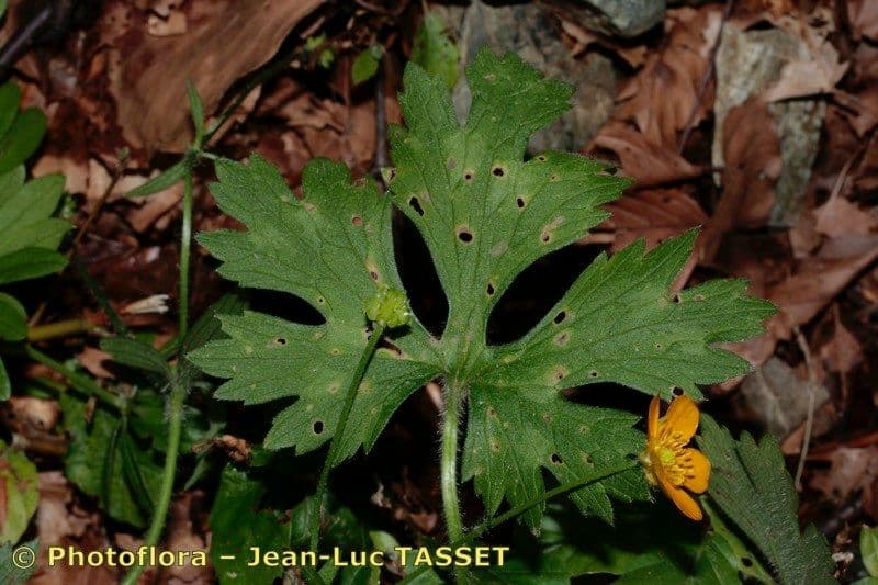 Ranunculus 12