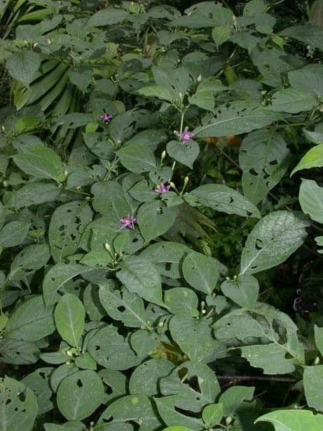 Lycianthes heteroclita 7