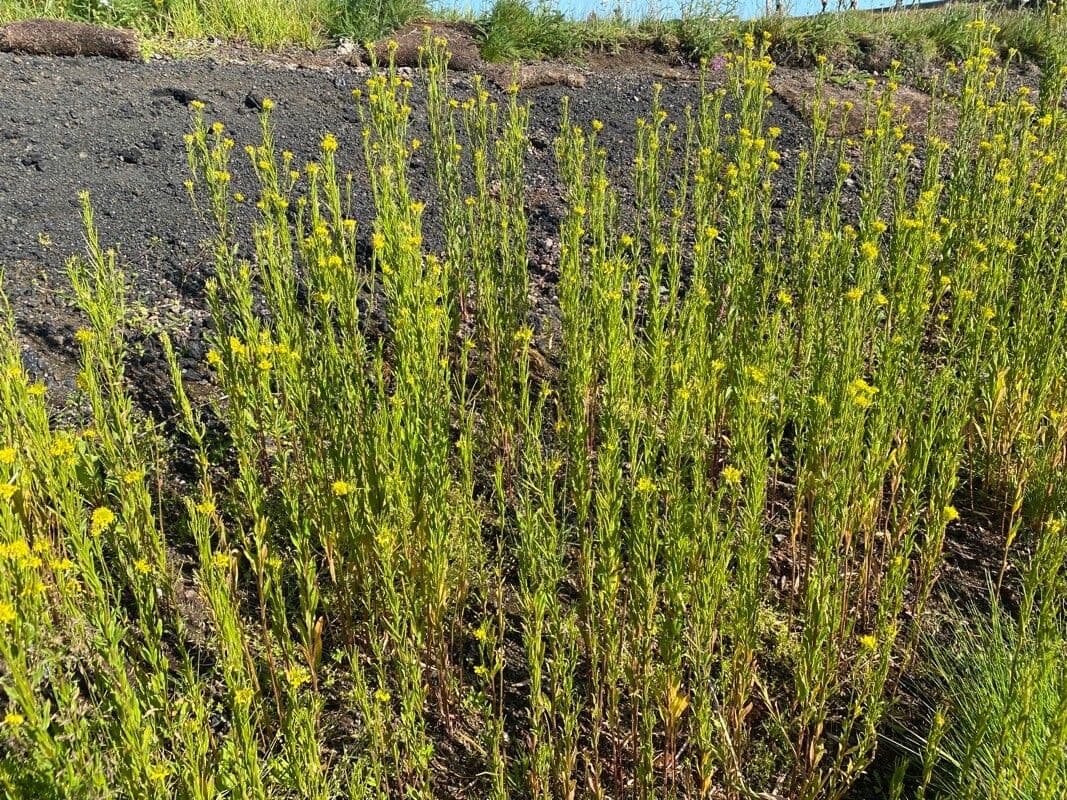Berg-Teerkraut