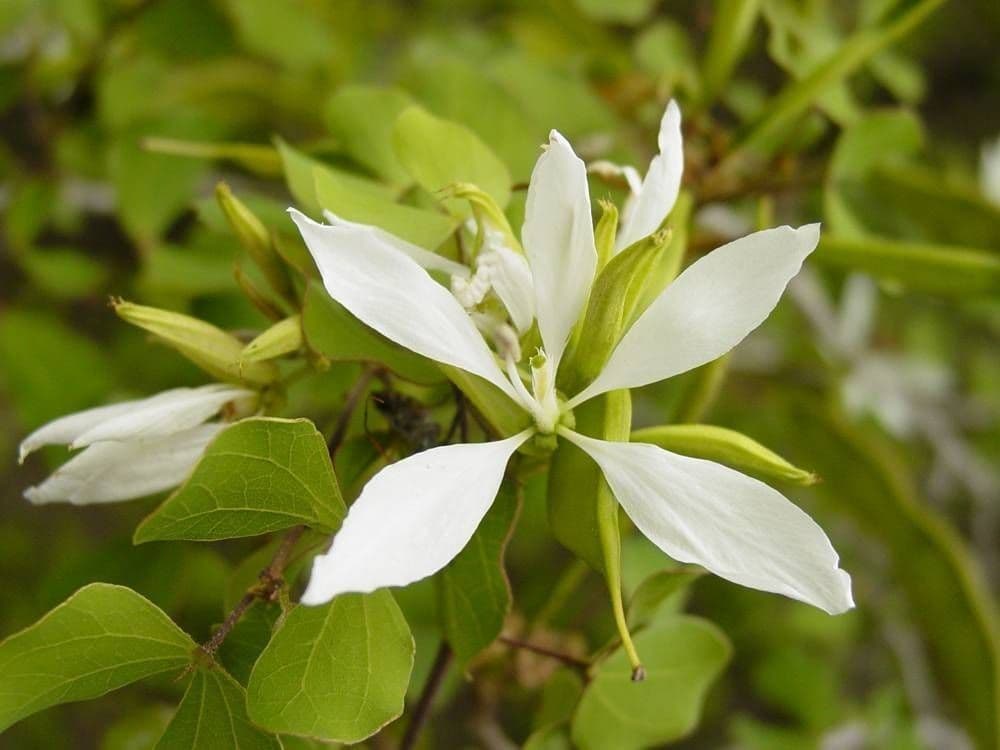 Bauhinia 3