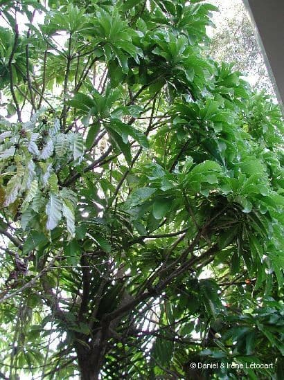 Barringtonia 12
