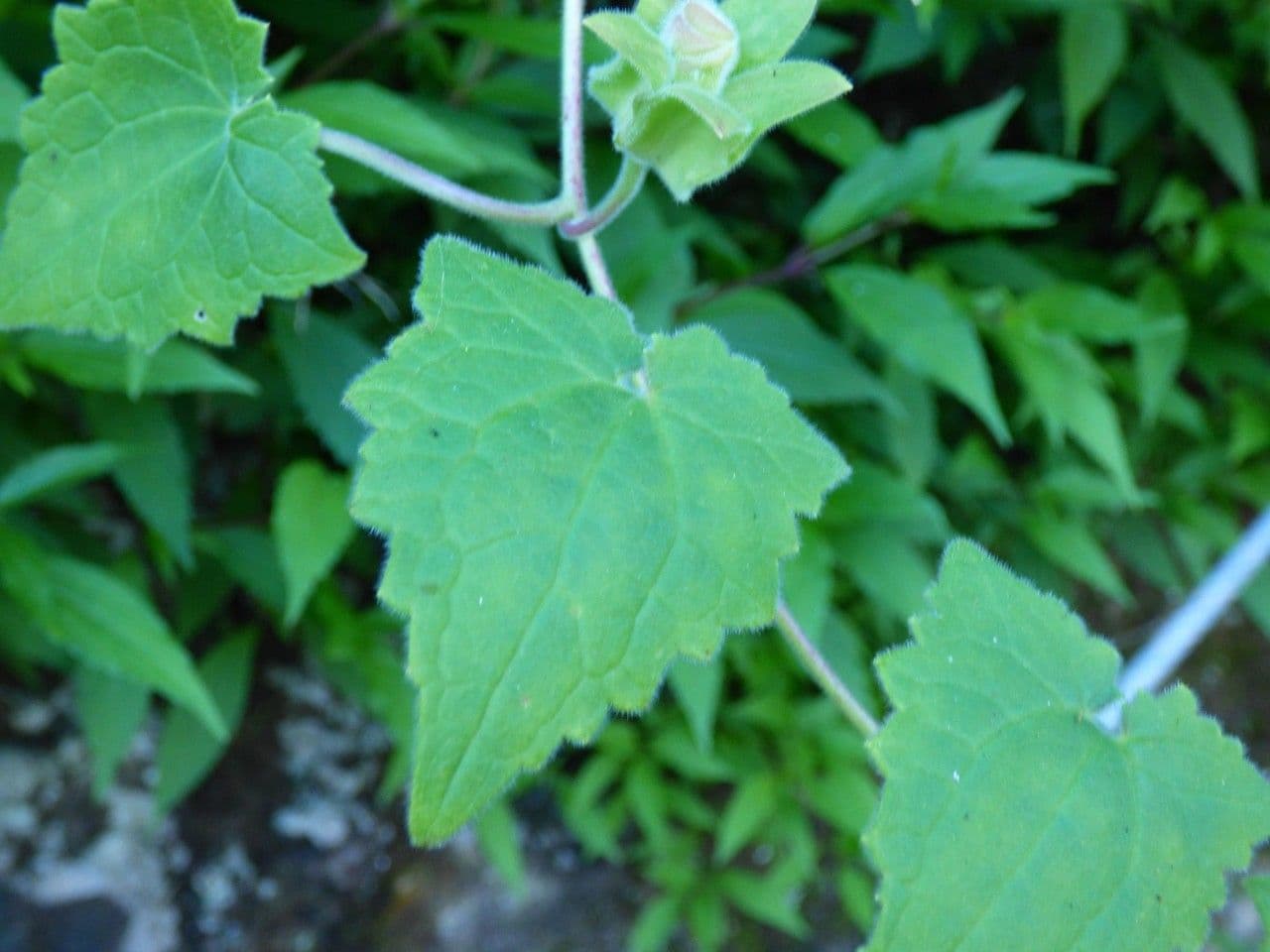 Lophospermum 9
