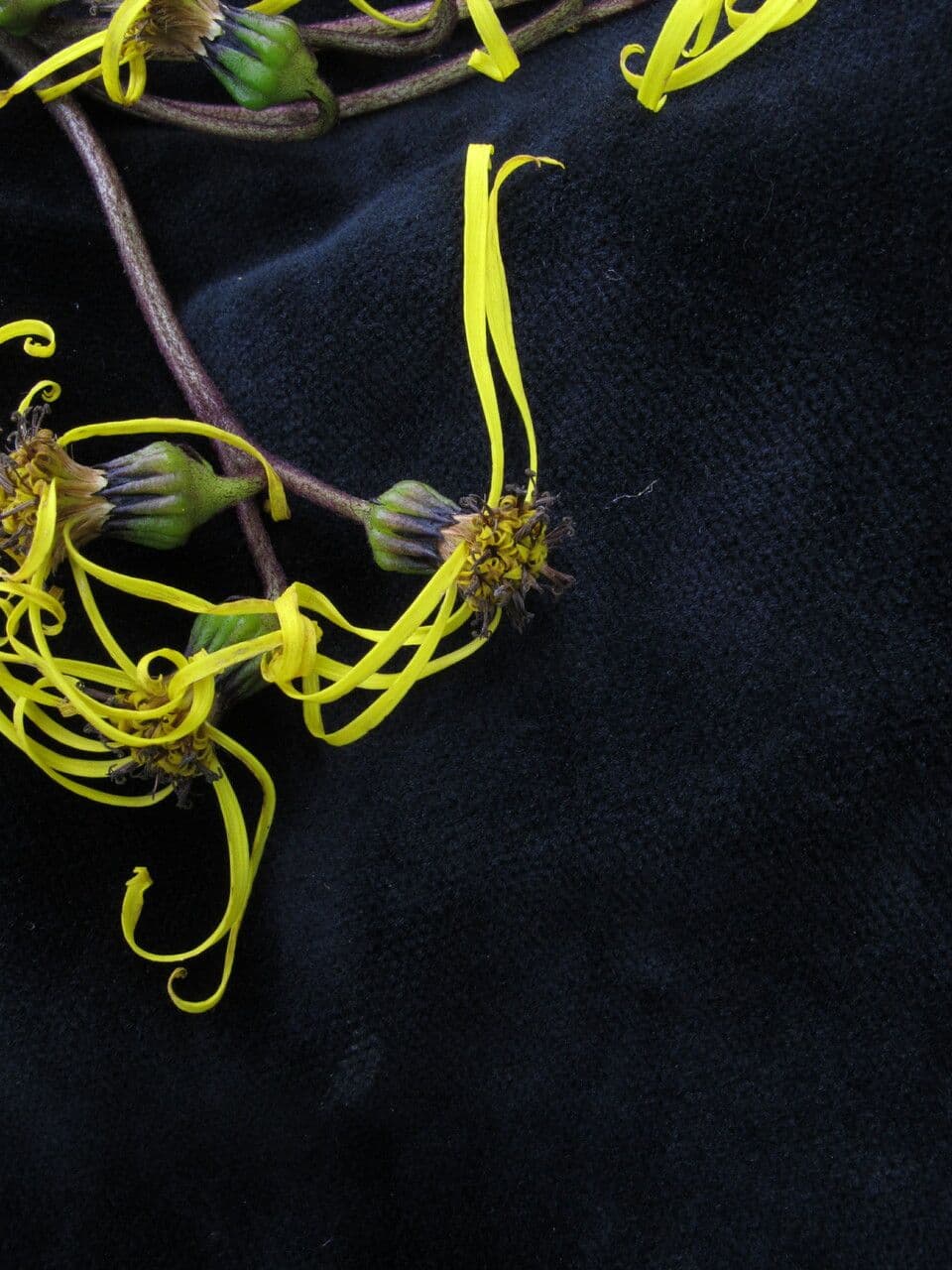Ligularia 2