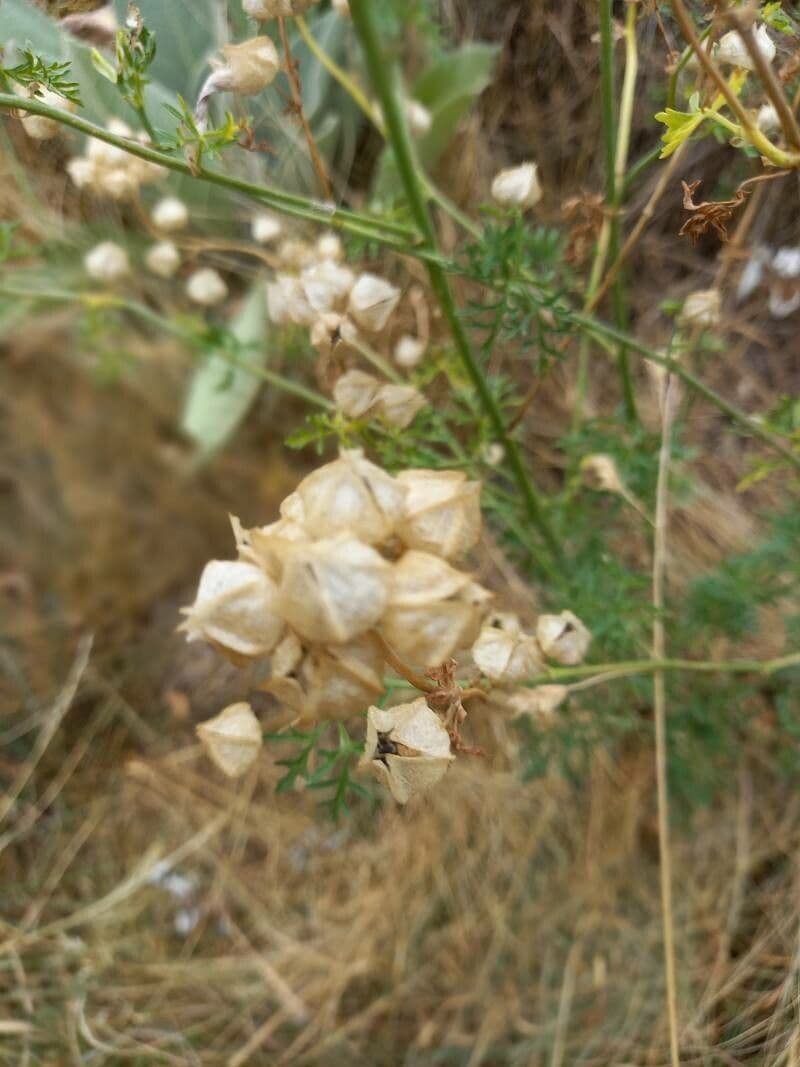 Malva moscata