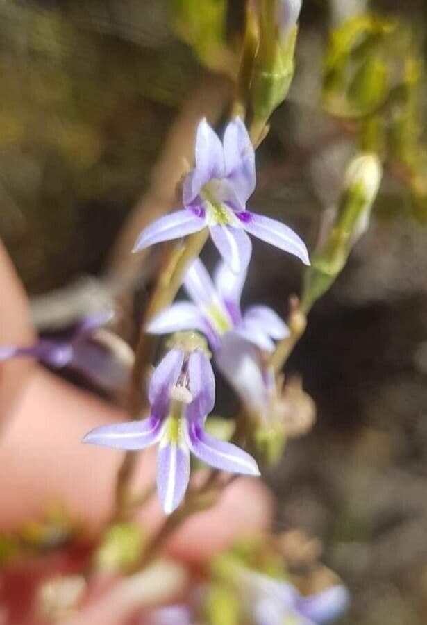 Lobelia gibbosa 2