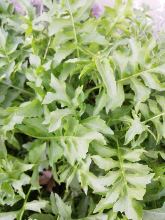 Draba murale 20