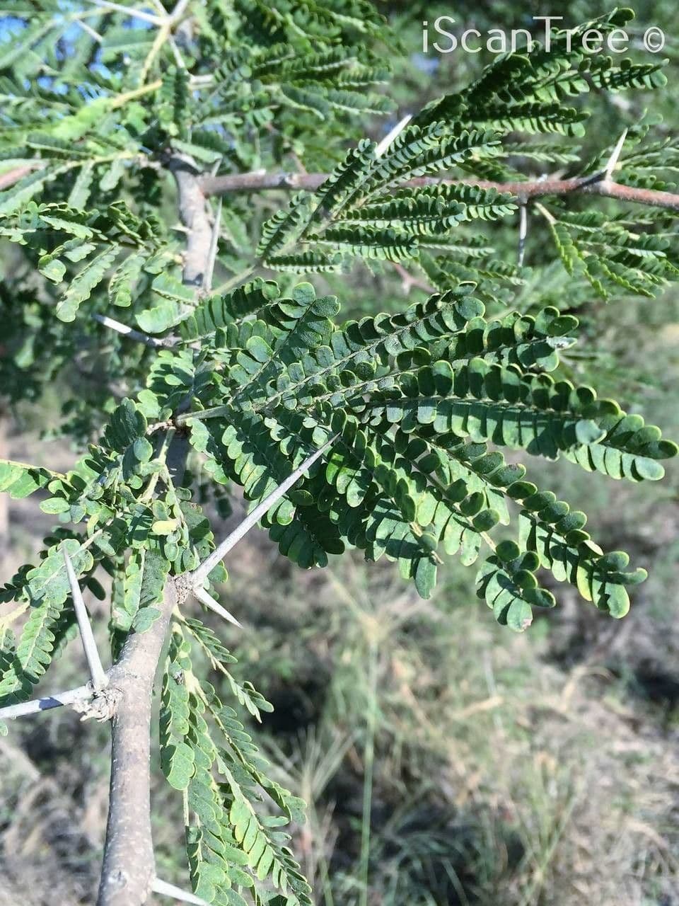 Vachellia gerrardii 3