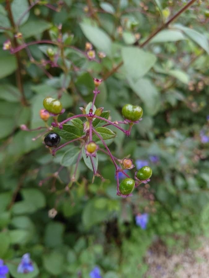 Lantana 5