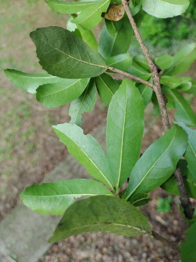 Cordia 3
