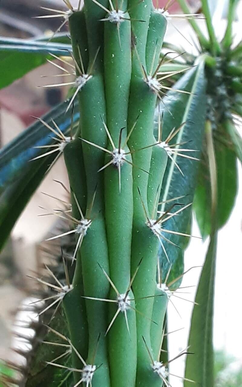 Harrisia 4