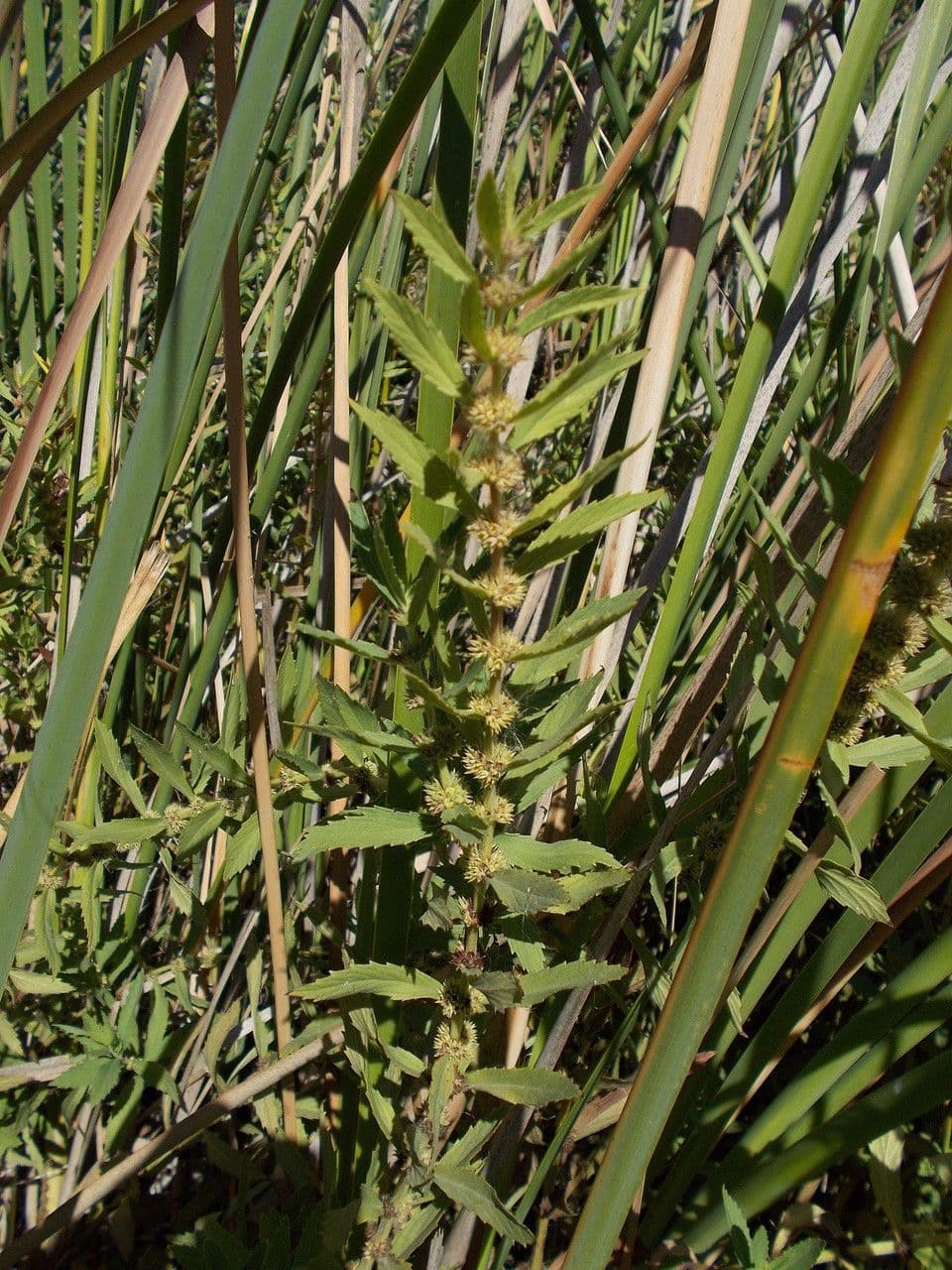 Lycopus aspro 2