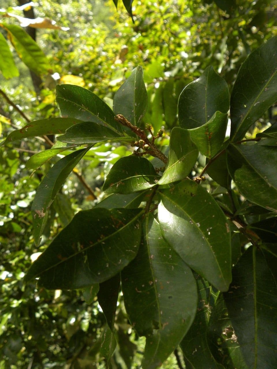 Doratoxylon apetalum 8