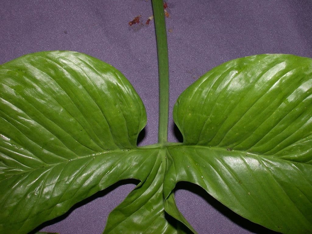 Philodendron 13