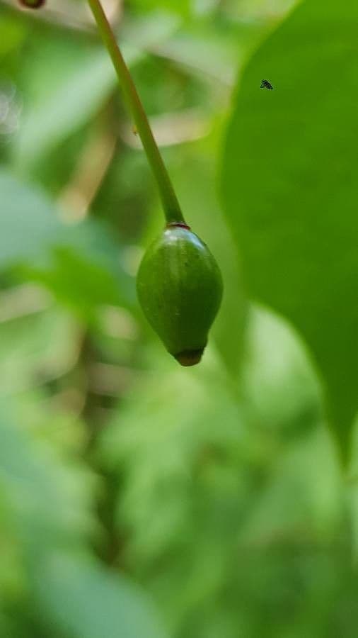 Alangium platanolisté