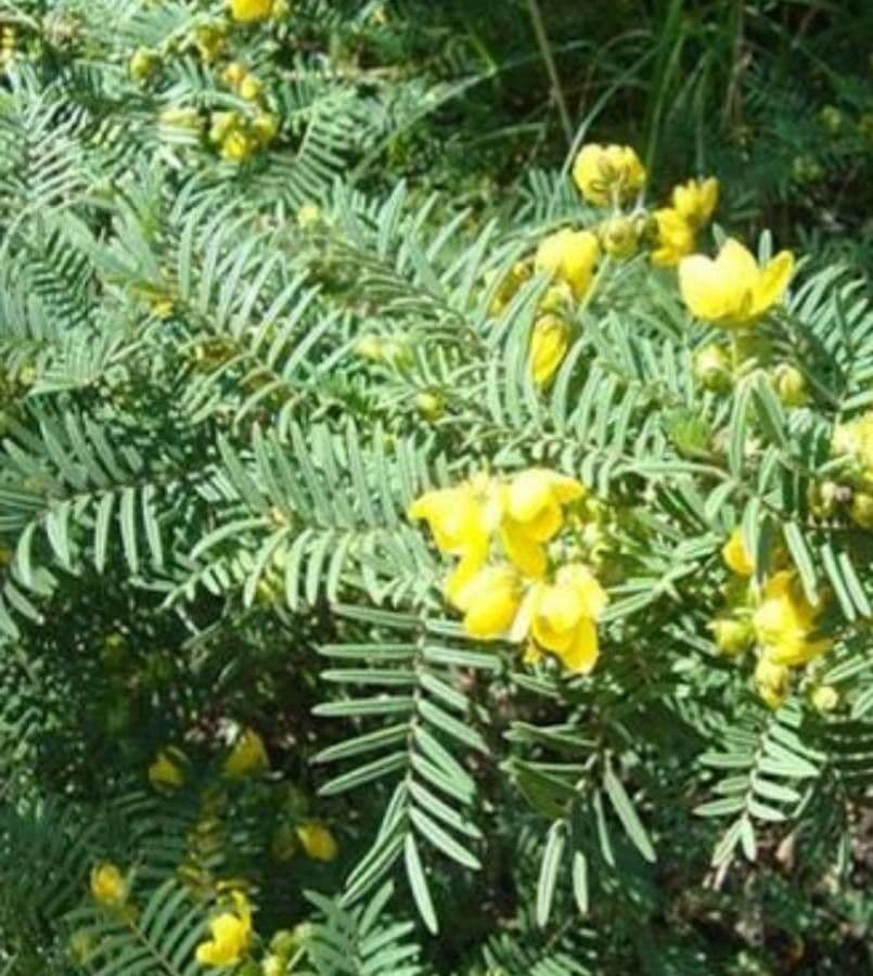 Senna