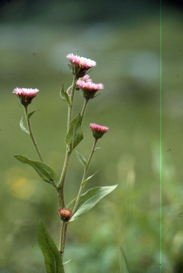 Erigeron 6