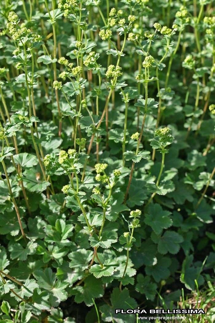 Ventaglina grigio-verde 10