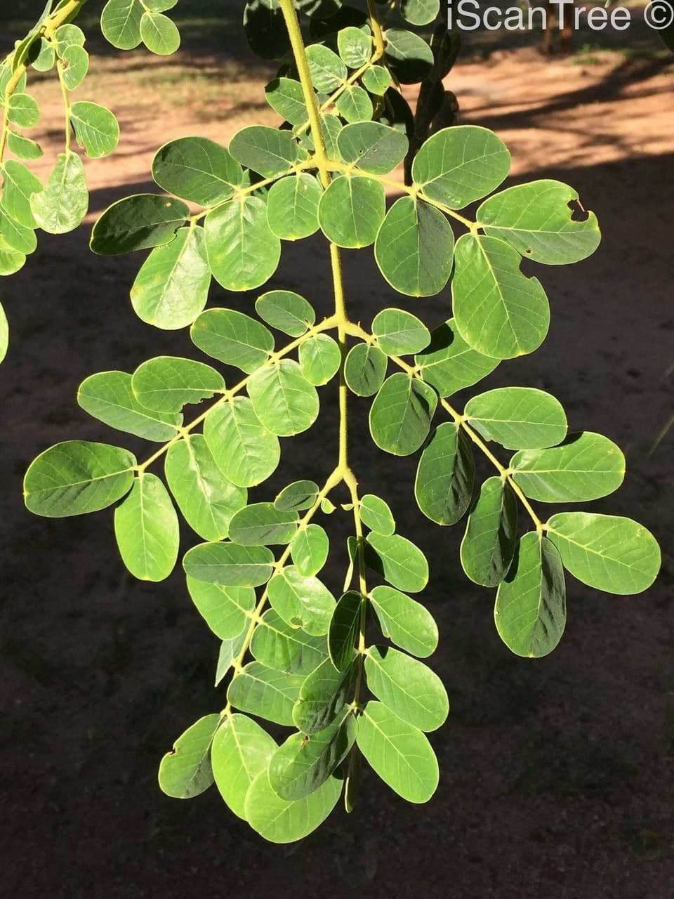 Albizia 13
