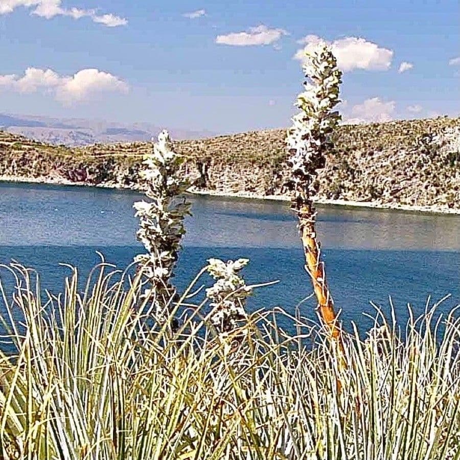 Yucca alta 24