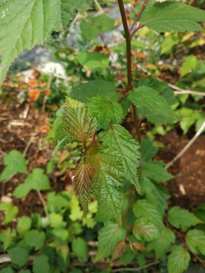Neillia 7