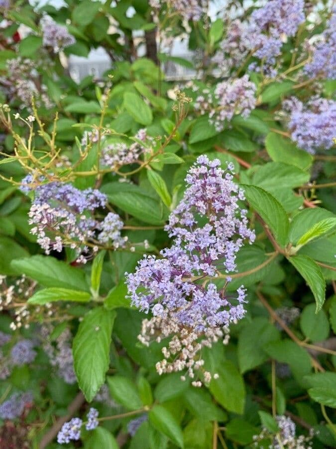 Ceanothus americký 8