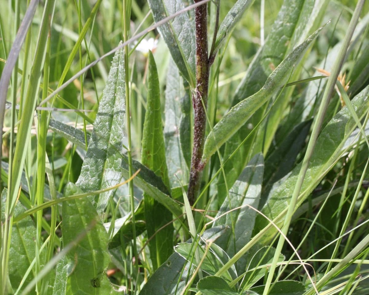 Saussurea 16
